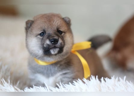 AYA, AMANE SHIBA INU WELPEN mit FCI dokumenten