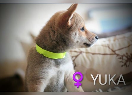 Wunderschöne Shiba-Inu-Welpen mit rotem Fell