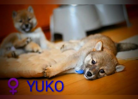 Wunderschöne Shiba-Inu-Welpen mit rotem Fell