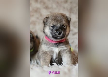 Wunderschöne Shiba-Inu-Welpen mit rotem Fell