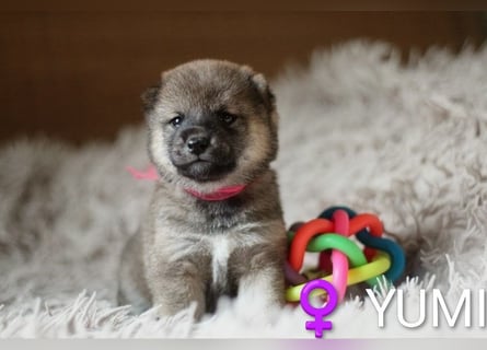 Wunderschöne Shiba-Inu-Welpen mit rotem Fell