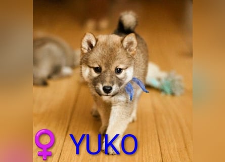 Wunderschöne Shiba-Inu-Welpen mit rotem Fell