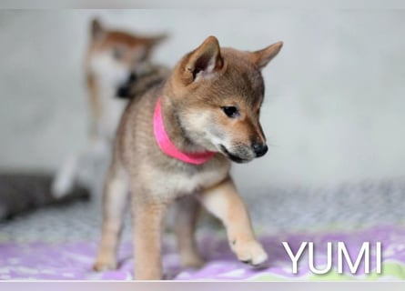 Wunderschöne Shiba-Inu-Welpen mit rotem Fell