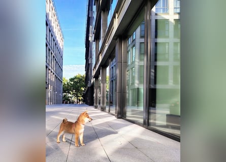 Wunderschöne Shiba-Inu-Welpen mit rotem Fell