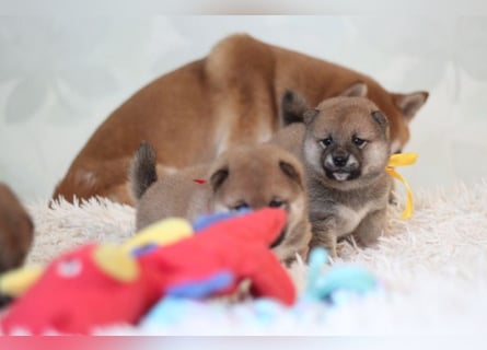 AYA, AMANE SHIBA INU WELPEN mit FCI dokumenten