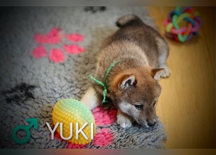 Wunderschöne Shiba-Inu-Welpen mit rotem Fell