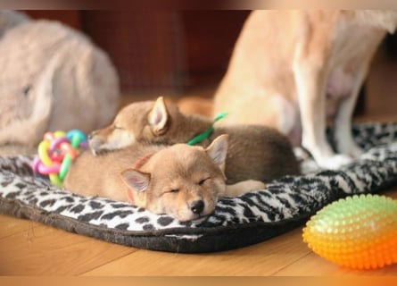 Wunderschöne Shiba-Inu-Welpen mit rotem Fell