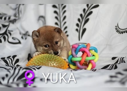 Wunderschöne Shiba-Inu-Welpen mit rotem Fell