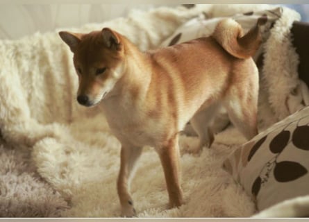 MEI Schöne rote Shiba inu Welpe   mit FCI dokumenten