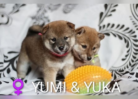 Wunderschöne Shiba-Inu-Welpen mit rotem Fell