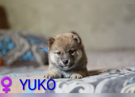 Wunderschöne Shiba-Inu-Welpen mit rotem Fell