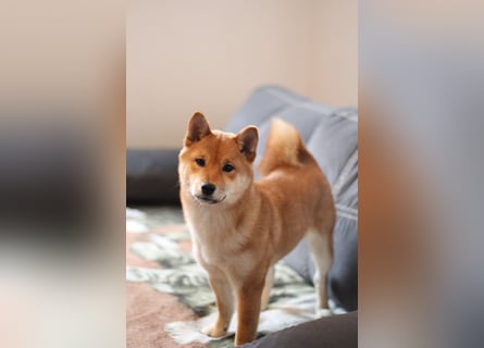 AMANE SHIBA INU WELPE mit FCI dokumenten