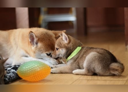 Wunderschöne Shiba-Inu-Welpen mit rotem Fell