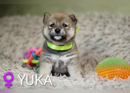 Wunderschöne Shiba-Inu-Welpen mit rotem Fell