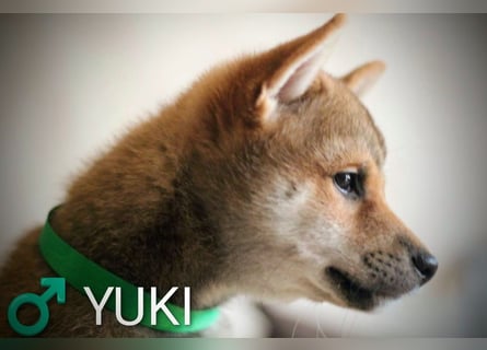 Wunderschöne Shiba-Inu-Welpen mit rotem Fell