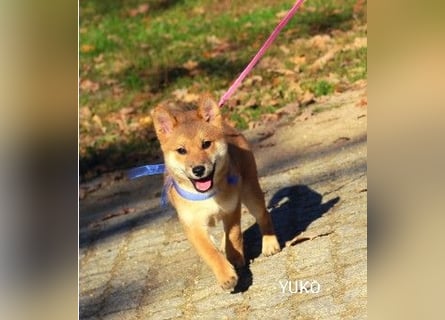 Wunderschöne Shiba-Inu-Welpen mit rotem Fell