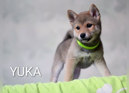 Wunderschöne Shiba-Inu-Welpen mit rotem Fell