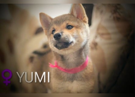 Wunderschöne Shiba-Inu-Welpen mit rotem Fell