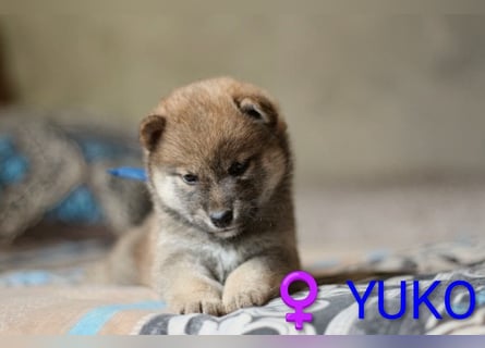 Wunderschöne Shiba-Inu-Welpen mit rotem Fell