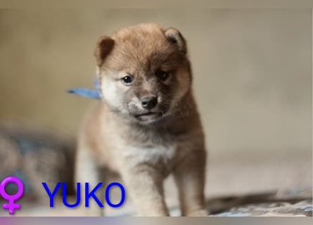 Wunderschöne Shiba-Inu-Welpen mit rotem Fell