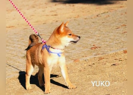 Wunderschöne Shiba-Inu-Welpen mit rotem Fell