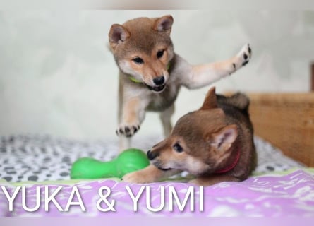 Wunderschöne Shiba-Inu-Welpen mit rotem Fell