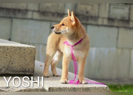 Wunderschöne Shiba-Inu-Welpen mit rotem Fell