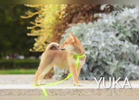 Wunderschöne Shiba-Inu-Welpen mit rotem Fell