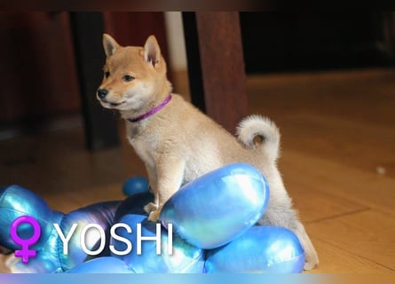 Wunderschöne Shiba-Inu-Welpen mit rotem Fell