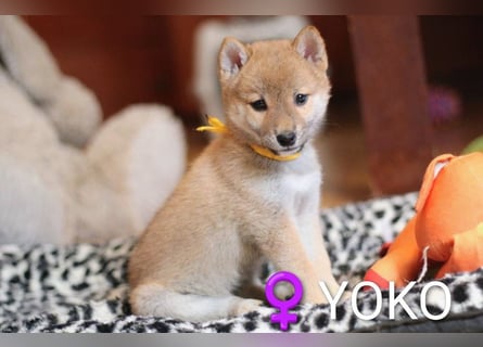 Wunderschöne Shiba-Inu-Welpen mit rotem Fell