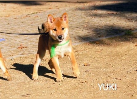 Wunderschöne Shiba-Inu-Welpen mit rotem Fell