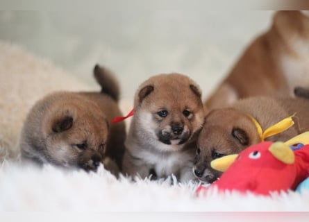AYA, AMANE SHIBA INU WELPEN mit FCI dokumenten