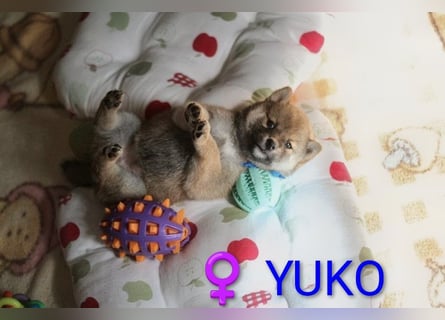 Wunderschöne Shiba-Inu-Welpen mit rotem Fell