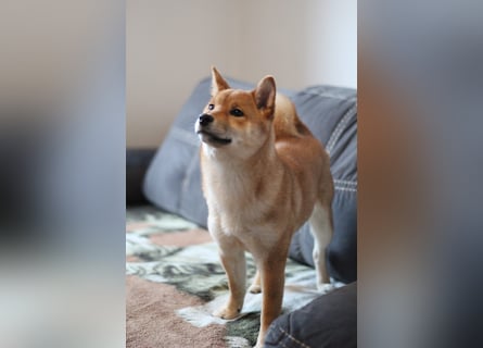 AMANE SHIBA INU WELPE mit FCI dokumenten