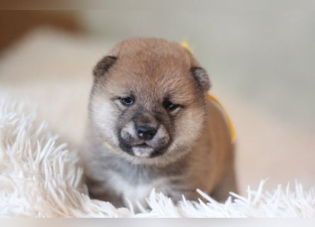 AYA, AMANE SHIBA INU WELPEN mit FCI dokumenten