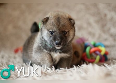 Wunderschöne Shiba-Inu-Welpen mit rotem Fell