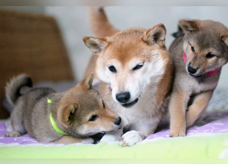Wunderschöne Shiba-Inu-Welpen mit rotem Fell
