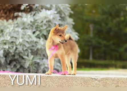 Wunderschöne Shiba-Inu-Welpen mit rotem Fell