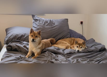 AMANE SHIBA INU WELPE mit FCI dokumenten