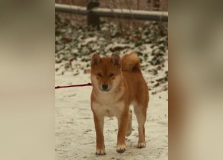 AMANE SHIBA INU WELPE mit FCI dokumenten