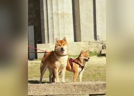 AMANE hübsche Hündin der Rasse SHIBA INU mit rotem Fell mit FCI dokumenten