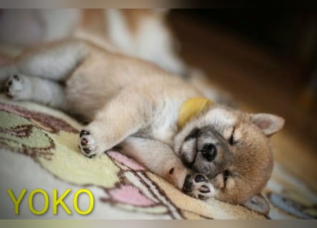 Wunderschöne Shiba-Inu-Welpen mit rotem Fell