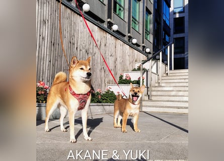 Wunderschöne Shiba-Inu-Welpen mit rotem Fell