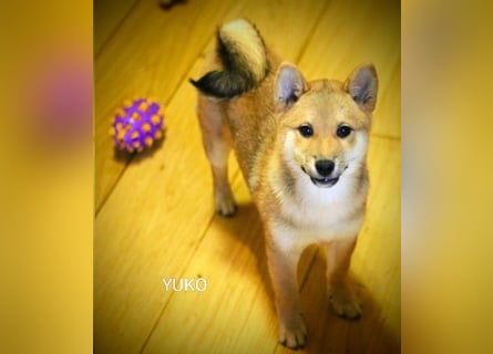 Wunderschöne Shiba-Inu-Welpen mit rotem Fell