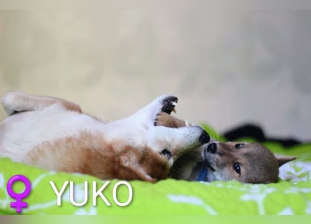 Wunderschöne Shiba-Inu-Welpen mit rotem Fell