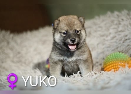 Wunderschöne Shiba-Inu-Welpen mit rotem Fell