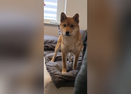 AMANE SHIBA INU WELPE mit FCI dokumenten