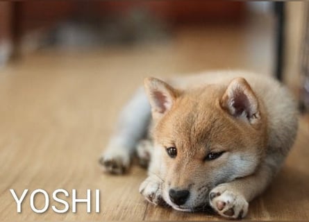 Wunderschöne Shiba-Inu-Welpen mit rotem Fell