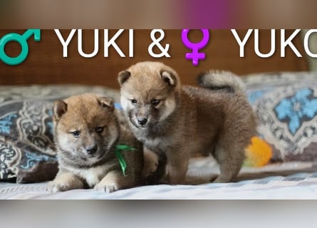 Wunderschöne Shiba-Inu-Welpen mit rotem Fell