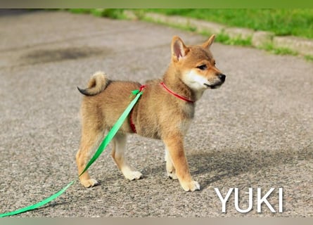 Wunderschöne Shiba-Inu-Welpen mit rotem Fell